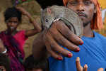 Musahars of Bihar fight poverty by eating rats