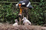 Endangered storks given new hope in Indian zoo
