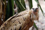 Vulture arrested for 'espionage' in war-torn Yemen