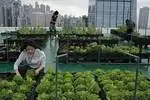 Hong Kong's skyline farms harvest more happiness than food