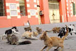 Hundreds of cats orphaned after Alipore Central Jail prisoners shift