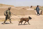 Why US wants its war dogs back from Afghanistan