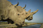 Scientists a step closer to saving northern white rhino