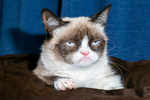 Internet pet sensation 'Grumpy Cat' dies at age of 7