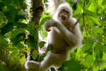 The world's only known albino orangutan returns to jungle in Indonesia
