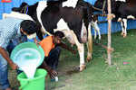 How better milk production may clean Delhi's air