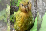 Kakapo: Owl parrots make a come back