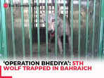 'Operation Bhediya’: 5th wolf trapped in Bahraich after deadly attacks; one left