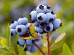 Blueberry extracts can make cervical cancer treatment effective