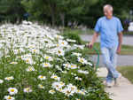 Walking the dog, pottering about in the garden can lower risk of death in older people