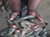 Budget 2024: FM announces plan to set up breeding centres for shrimp, cuts duty to improve exports