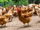 Budget can follow &lsquo;ande ka funda&rsquo; path to tap the potential in beekeeping, horticulture, and aquaculture