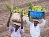 Aviation Ministry to launch Krishi Udan scheme for transport of agri-products: FM