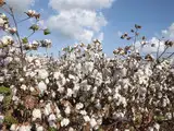 India&rsquo;s big cotton bet: Can Rs 5,659 cr revive the sector's global leadership?