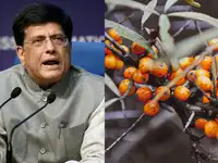 Ladakh has gold and India wants the world to know: This GI-tagged superfruit has 10 times more vitamin C than lemon; Piyush Goyal calls it a 'golden treasure'