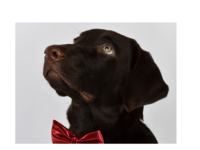 Wonka chocolate labradors pepper