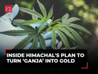 Himachal Pradesh plans to legalise Cannabis: Here's how it can 'transform' the state's economy