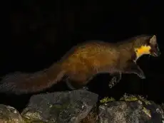 Meet one of nature’s rarest ‘joyful’ creatures spotted in the Western Ghats. Internet calls it a 'beauty'