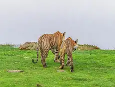 Tigress was old, weak, but had experience as it hunts crocodile with a simple, clever trick, just one bite - rare wildlife battle caught on camera