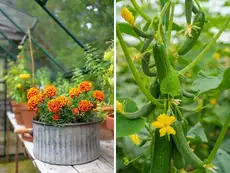 From marigold to cucumber: 7 plants you should grow in your garden this June