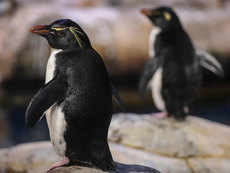 Now, penguin poop is no laughing matter