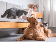 It's never been a purrfect partnership