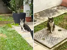 Two months after his pet cat died, ex-Google top executive has a strange reunion with a new cat: 'Universe does have its uncanny ways'