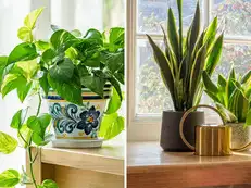 Struggling to focus? Delhi University graduate doctor recommends 5 plants to upgrade your desk instantly