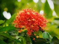 IFS officer shares stunning bloom that’s also Odisha’s state flower. Can you guess it?