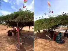 No AC, still 8 degrees cooler. Rajasthan’s desi cooling system made from trees offers relief even in scorching summer heat.