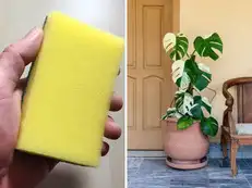 Gardening trick: Why people are putting sponges at the bottom of plant pots, this summer