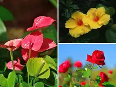 Forget seasonal flowers. These 6 plants bloom 356 days with minimal care and makes your garden look alive