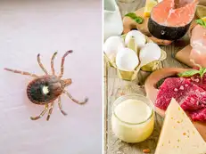 A common US tick bite can make you allergic to meat. Doctors warn of a strange syndrome