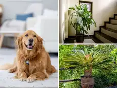 6 indoor plants that look harmless but can be dangerously toxic to pets