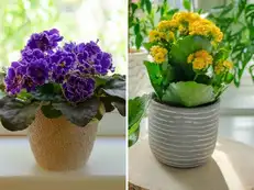Too stressed? 6 indoor plants that can improve your mood and brighten up your day at work
