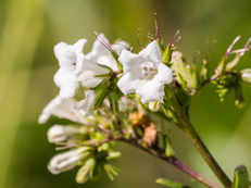 Yerba santa: The magical Californian shrub that can help treat Alzheimer's