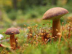 Mushrooms under contraband cloud