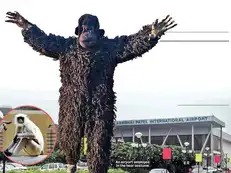 Other airports can ape Ahmedabad: Using a man dressed as a bear is a cost-effective anti-simian measure