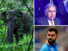 Ratan Tata calls killing of pregnant elephant a 'meditated murder'; Virat Kohli condemns animal cruelty