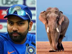 'We are savages': Rohit Sharma heartbroken over the killing of pregnant elephant in Kerala, says no animal deserves cruelty