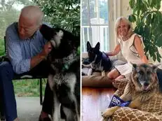 Biden's German Shepherd Major sent back home to Wilmington after he bit White House security agent