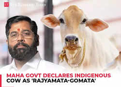 Maharashtra declares indigenous cows 'Rajyamata-Gomata' ahead of Assembly elections