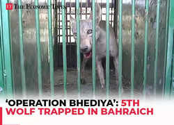 'Operation Bhediya’: 5th wolf trapped in Bahraich after deadly attacks; one left