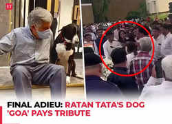 Final Adieu: Ratan Tata cremated with full state honours; Tata's dog, 'Goa' pays tribute to veteran industrialist