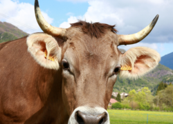 Cow milk vs buffalo milk: Which is better for weight loss?