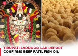 Tirupati Prasadam row: Lab report finds presence of animal fat, fish oil in ghee used for laddoos