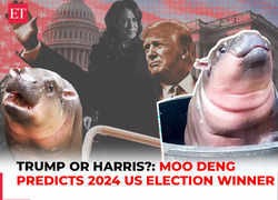 Viral Thai hippo Moo Deng predicts victory for Donald Trump ahead of 2024 US election