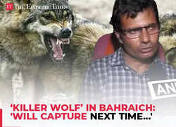 ‘killer wolf’ in Bahraich:'Will capture next time...' Forest Dept plans new strategy to catch 6th wolf