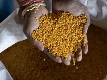 Pulses import duties may ease over poor rains Pulses import duties may ease over poor rains
