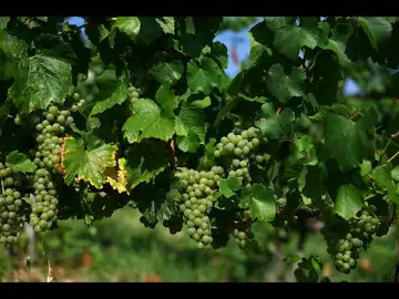 In France's north, winegrowers bet on a warmer future